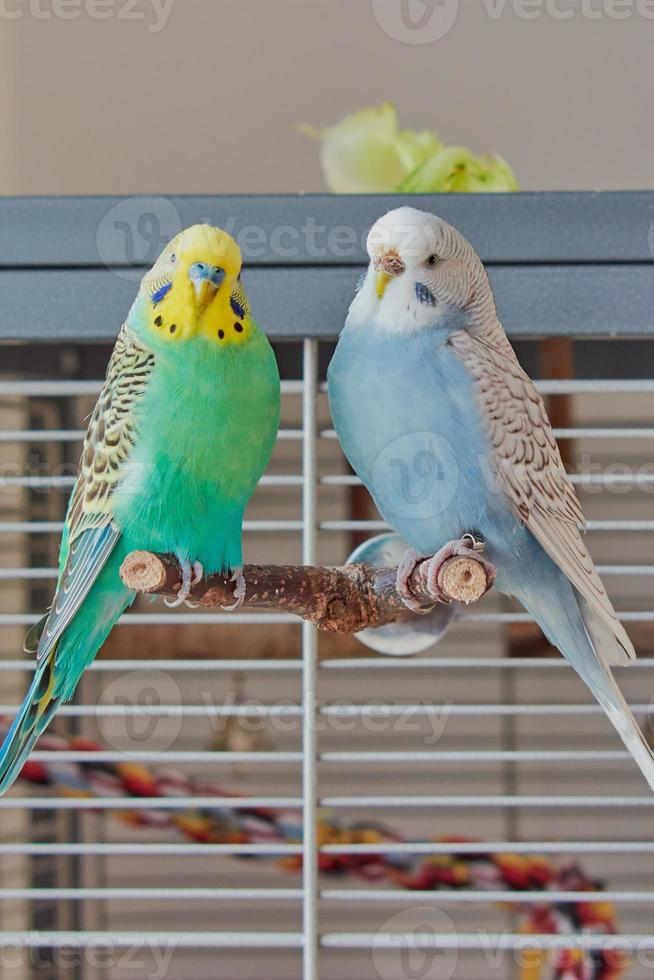budgie pair is sitting in front of the cage photo