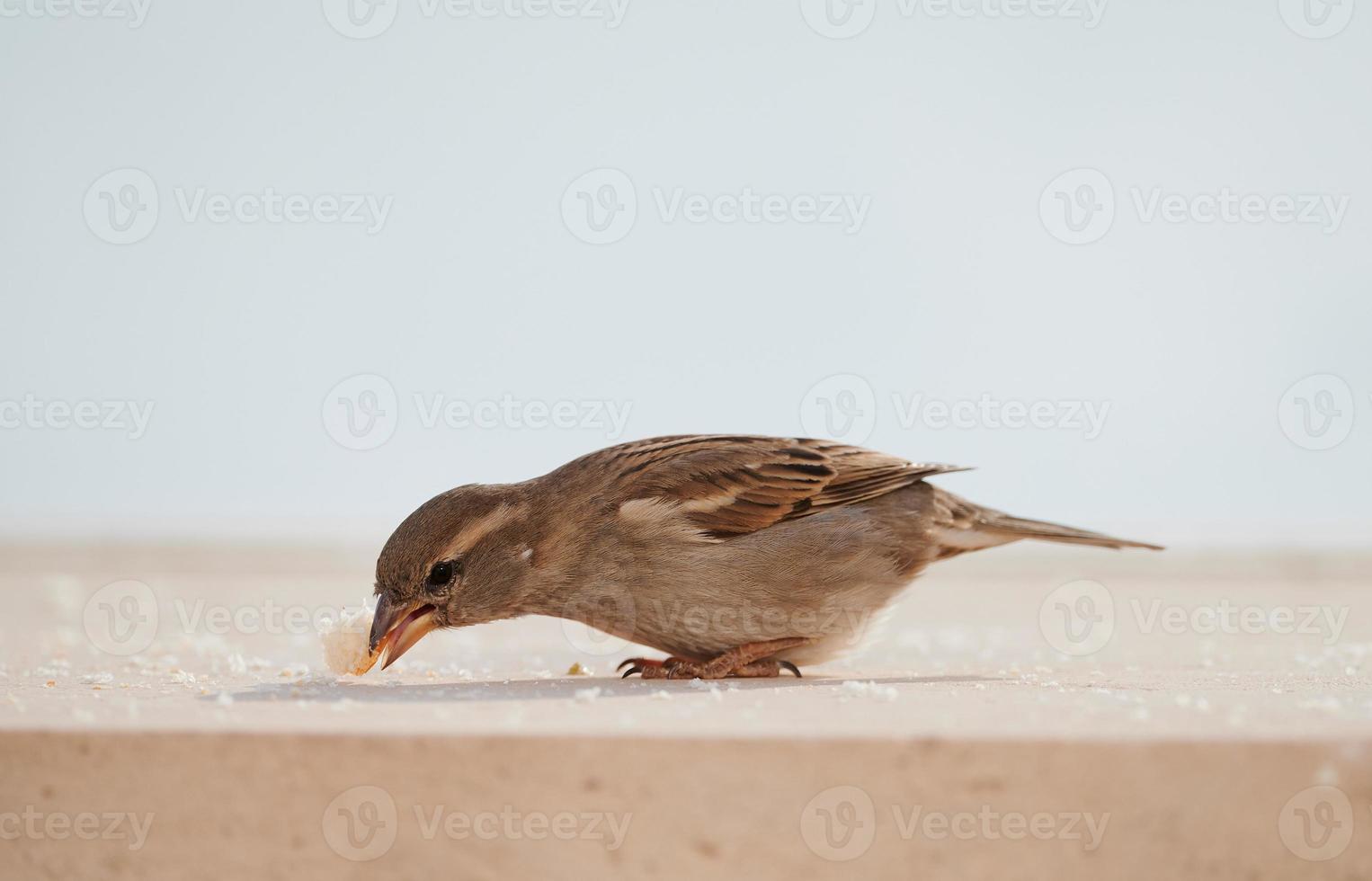 Feeding a female house sparrow bread crusts photo