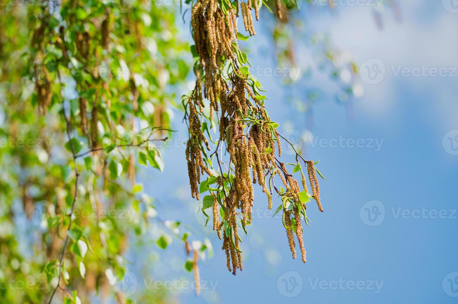 close up of blooming birch tree branch against blue sky photo