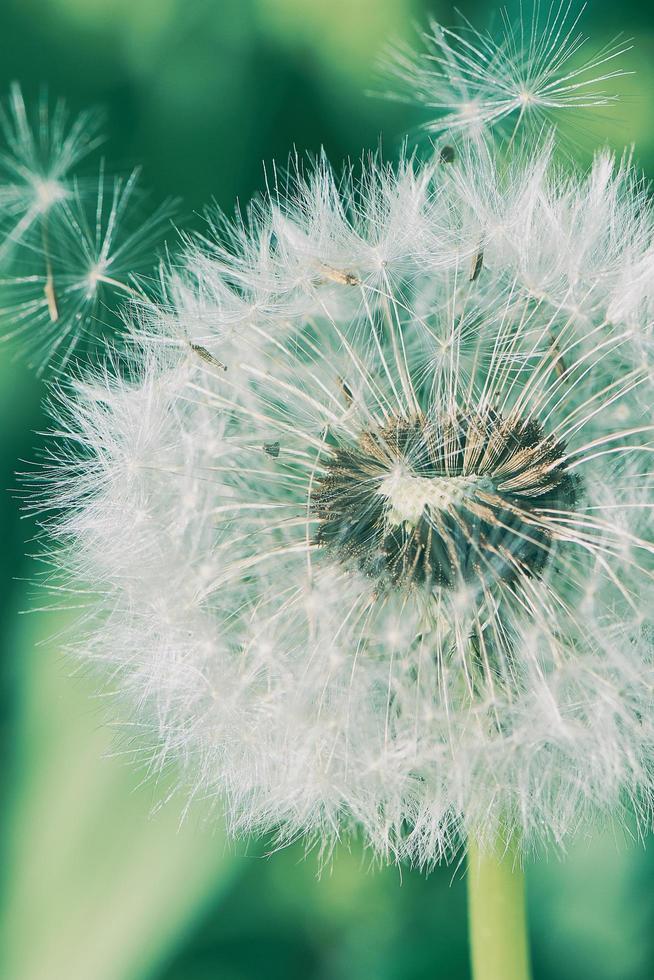 beautiful dandelion flower macro image photo