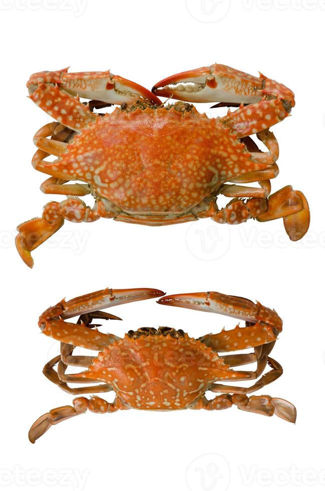 Boiled Crabs Isolated on White Background. photo