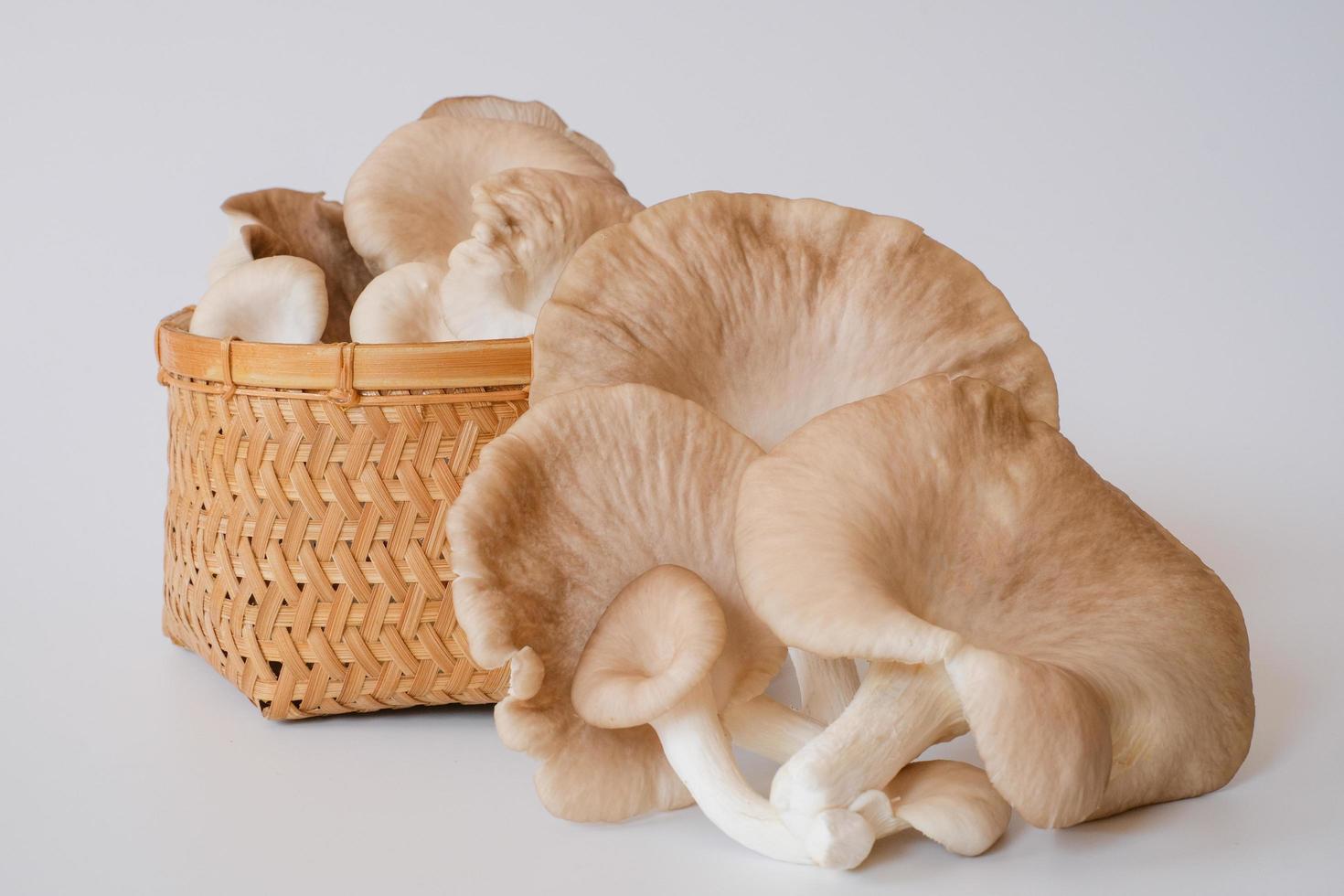 The group of grey oyster mushroom isolated on white background. Delicious and nutritious ingredient for vegetarian and healthy lifestyle people. photo