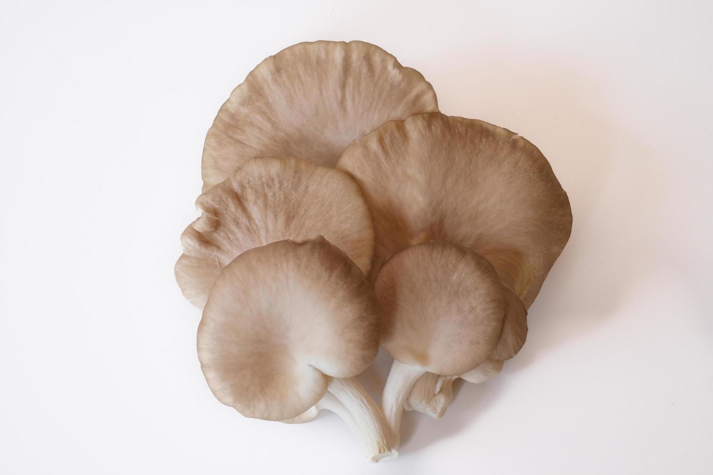 The group of grey oyster mushroom isolated on white background. Delicious and nutritious ingredient for vegetarian and healthy lifestyle people. photo