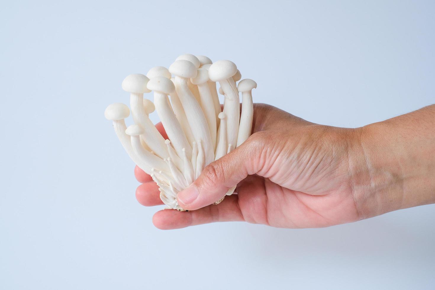 Hand holding the group of Yanagi-matsutake mushroom isolated on white background. Delicious and nutritious ingredient for vegetarian and healthy lifestyle people. photo