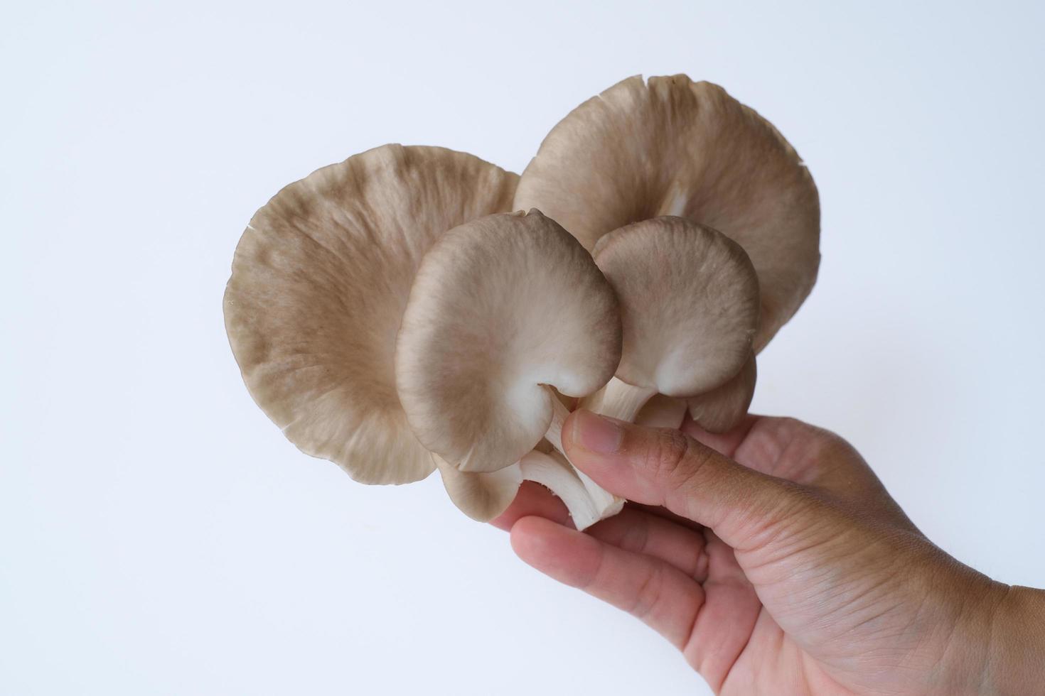 Hand holding the group of grey oyster mushroom isolated on white background. Delicious and nutritious ingredient for vegetarian and healthy lifestyle people. photo