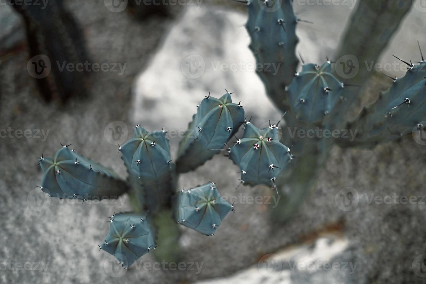 cactus de cerca en la arena en el jardín de cactus foto