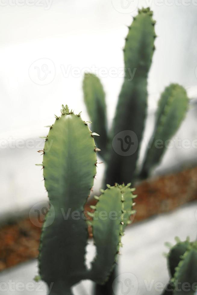 cactus de cerca con fondo desenfocado foto