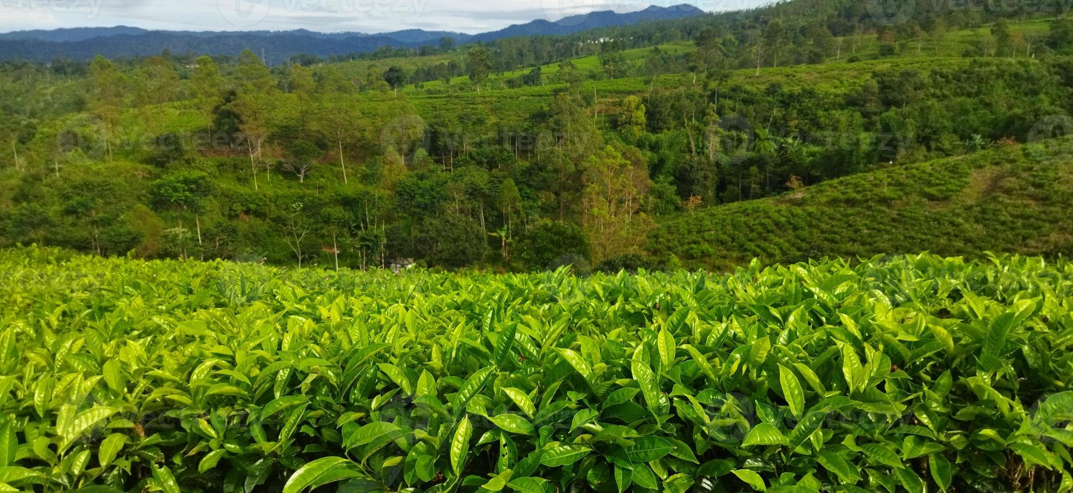 plantacion de te verde foto