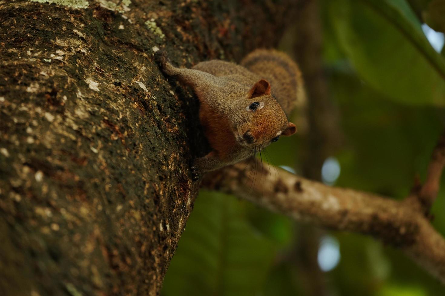 Finlayson squirrel or Variable squirrel climbing on tree branch lush green foliage background in public park. photo
