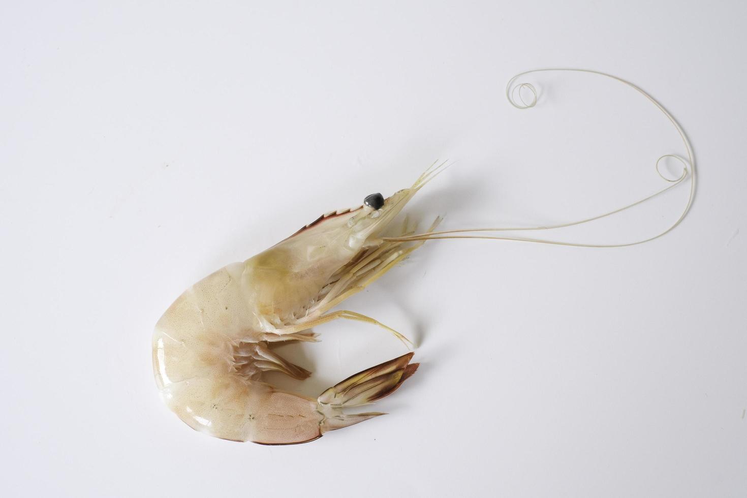 un camarón blanco, camarón blanco del Pacífico, langostino rey, penaeus vannamei aislado sobre fondo blanco. foto