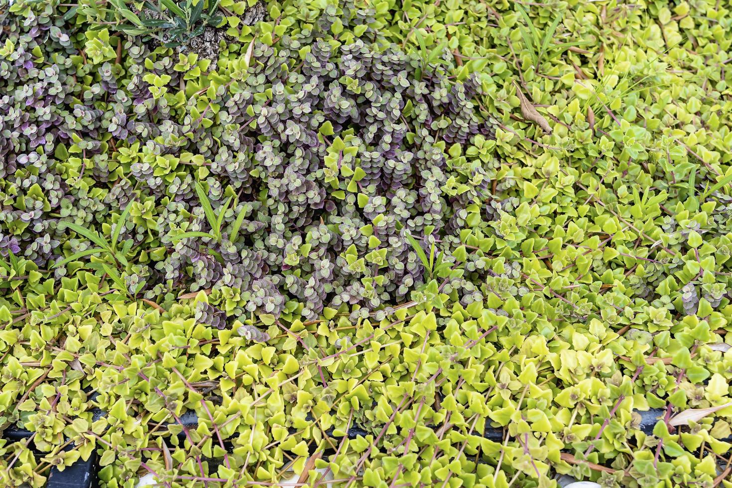 Fresh small green and yellow leaves texture background with beautiful pattern. Ornamental plants in the garden with clean environment. Organic natural background. Many leaves reduce dust in the air. photo