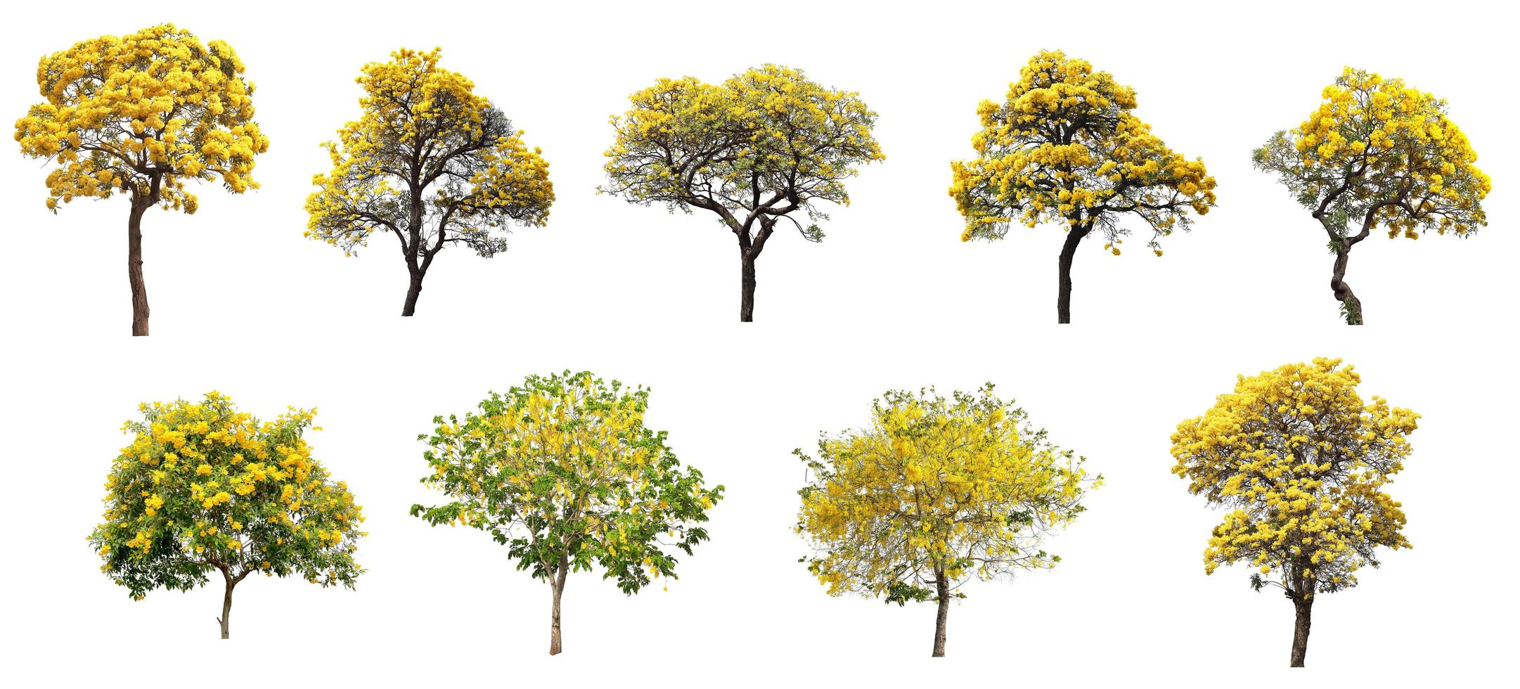 The collection set of isolated golden yellow cortez flower blossom trees on white background for spring and summer season design photo