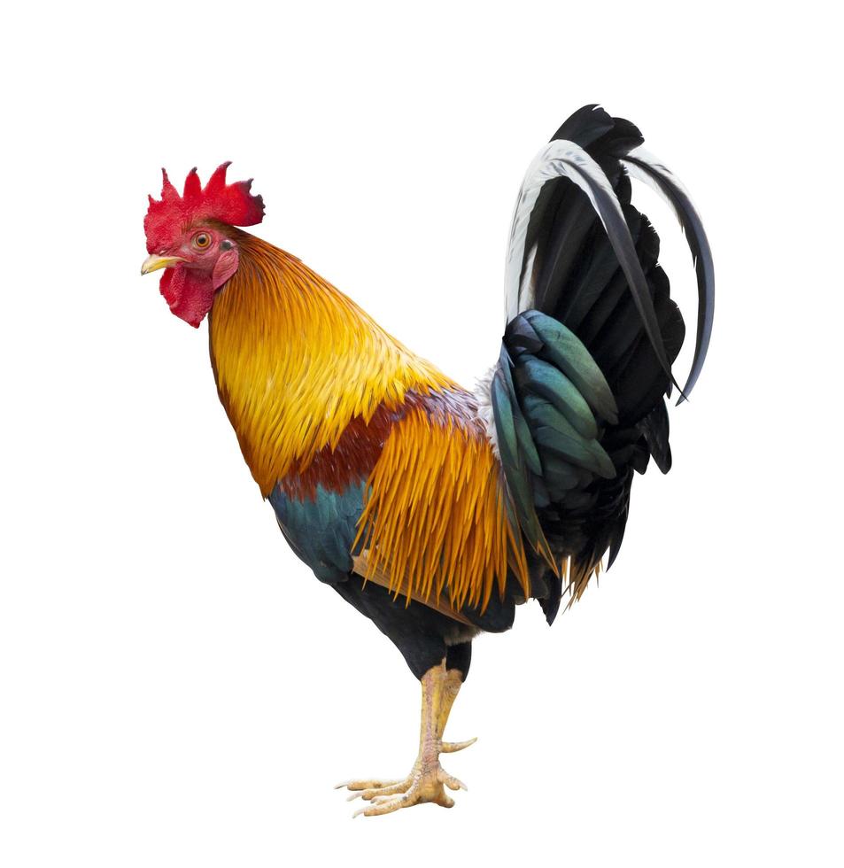 Colorful free range male rooster isolated on white background with clipping path photo