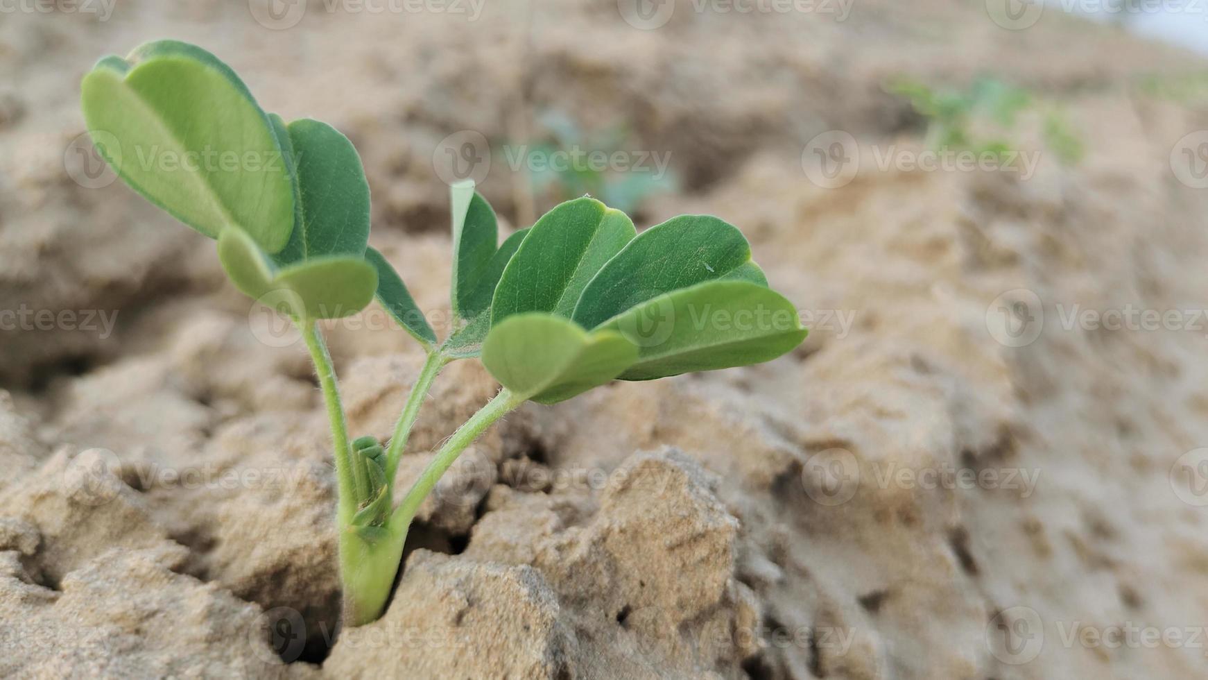 Single young peanut plant photo