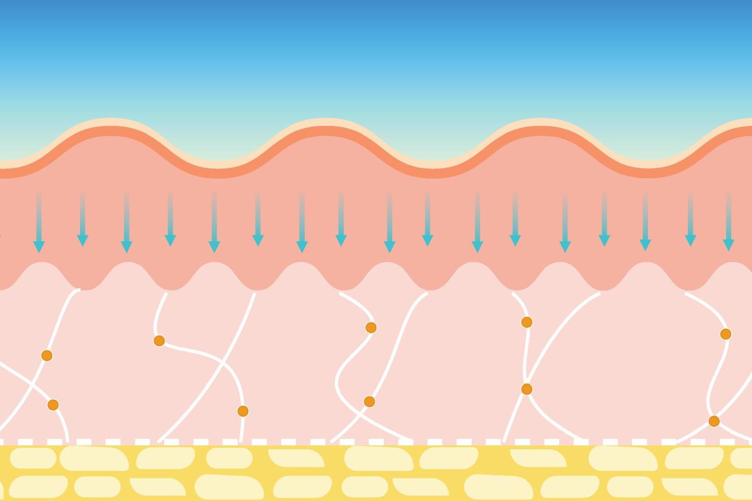 Removing skin wrinkles and anti-aging process vector. Tightening elastic fiber and skin collagen treatment vector. Using body serum to tighten the skin's elastic fiber and remove wrinkles on the skin. vector