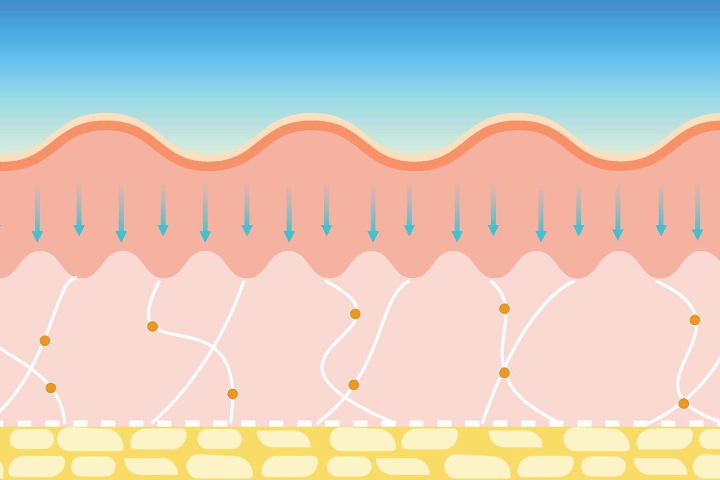 eliminación de arrugas de la piel y vector de proceso antienvejecimiento. vector de tratamiento de fibra elástica y colágeno de la piel. usando suero corporal para tensar la fibra elástica de la piel y eliminar las arrugas en la piel.