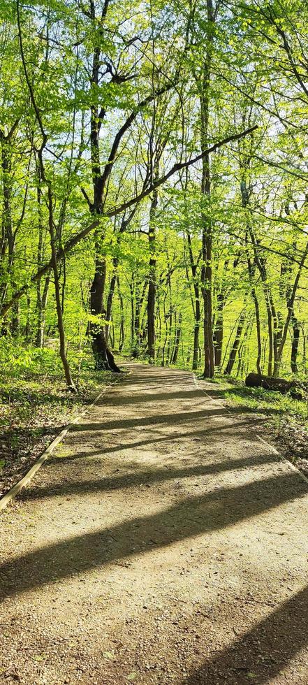 Forest road, green trees. spring nature photo