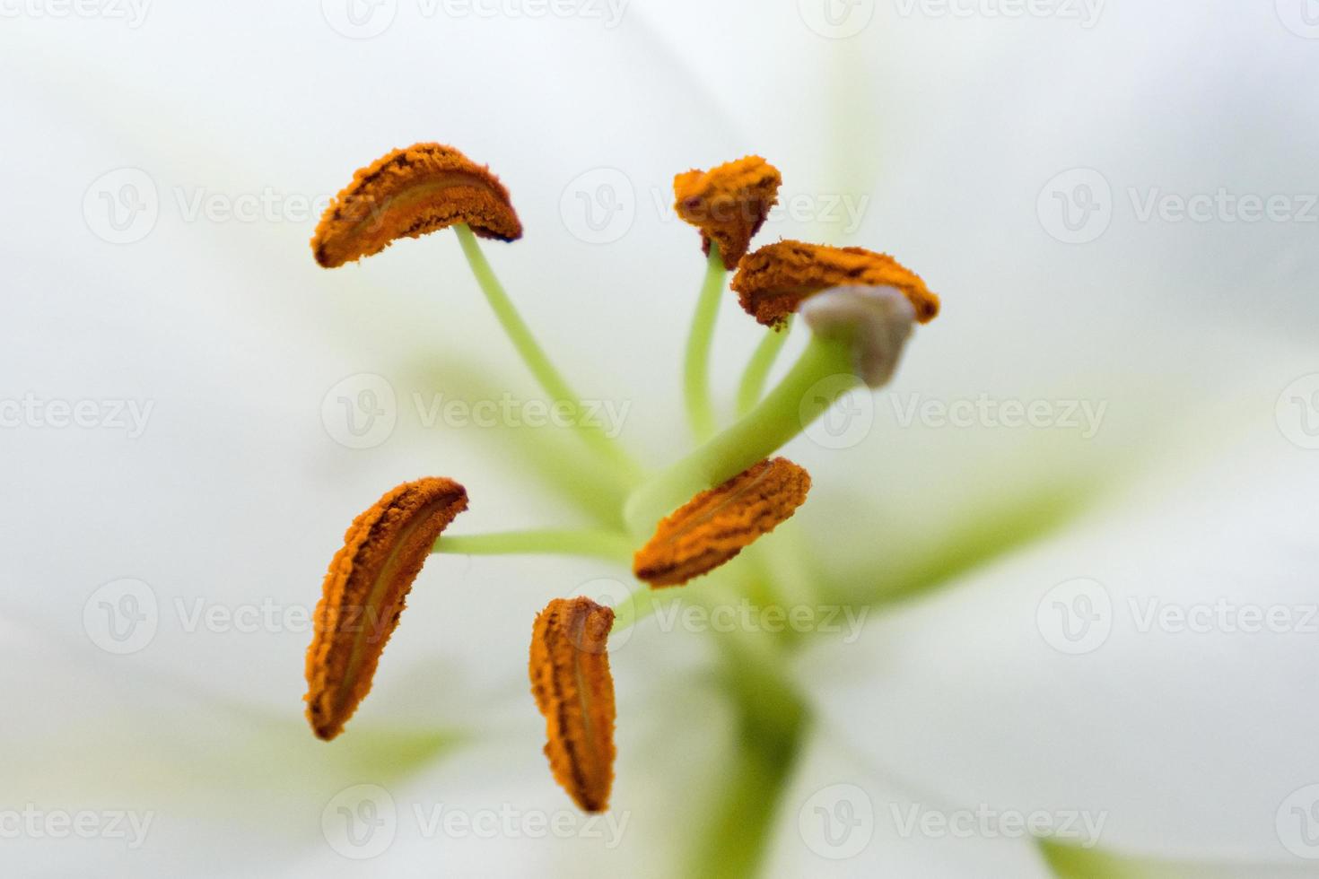 the lily stamen and pistil, macro photo