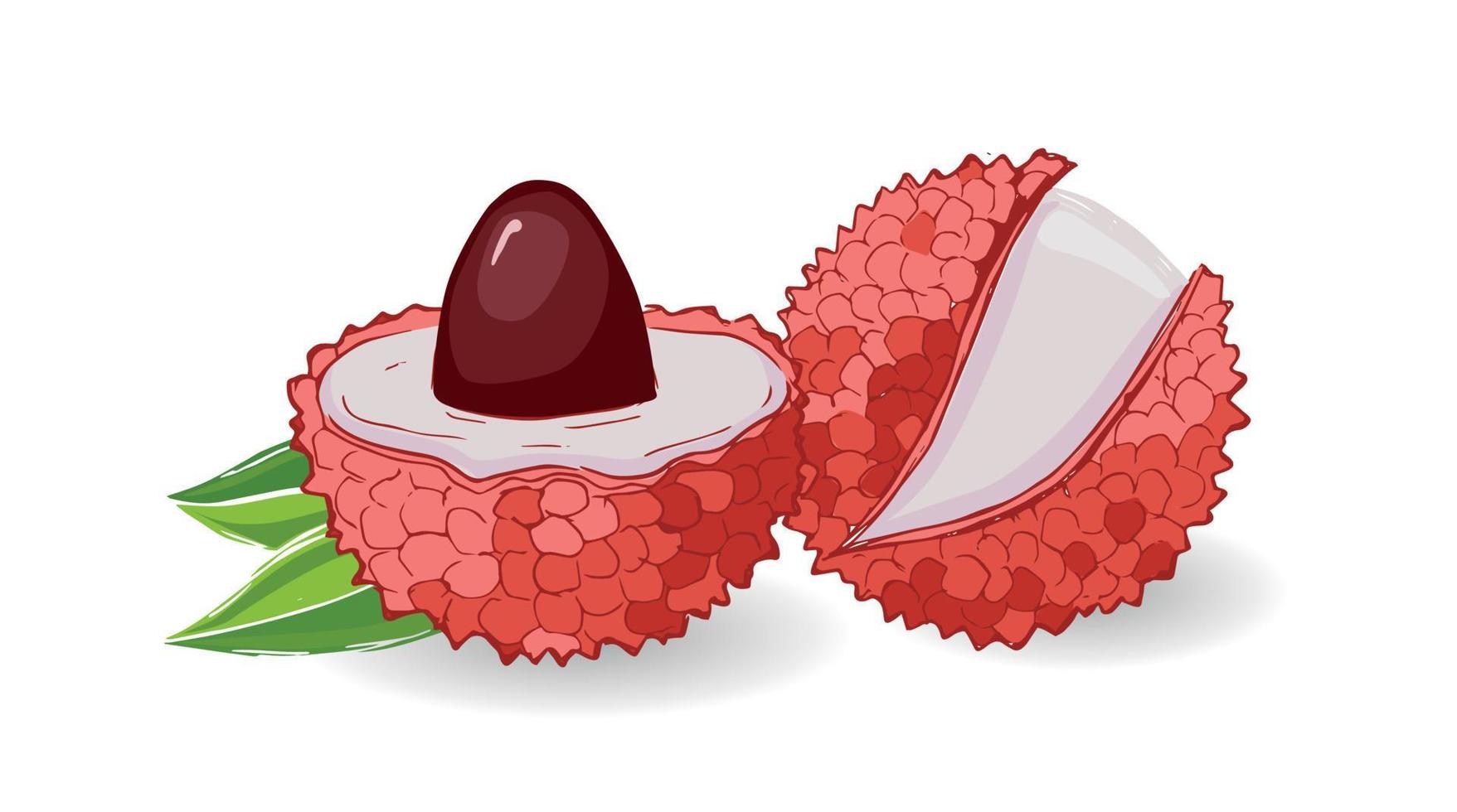 Lychee set, Exotic fruit illustration. vector