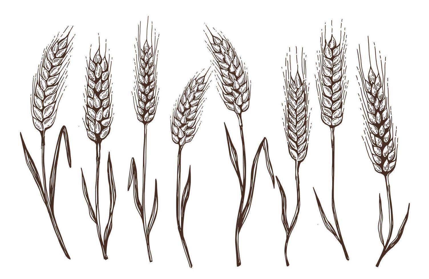 Wheat bread ears hand drawn vector illustration.