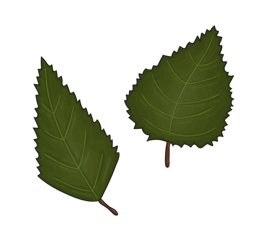 icono de hoja de abedul verde de color vectorial aislado sobre fondo blanco. ilustración botánica de la vegetación del árbol. hojas de otoño de estilo de dibujos animados vector