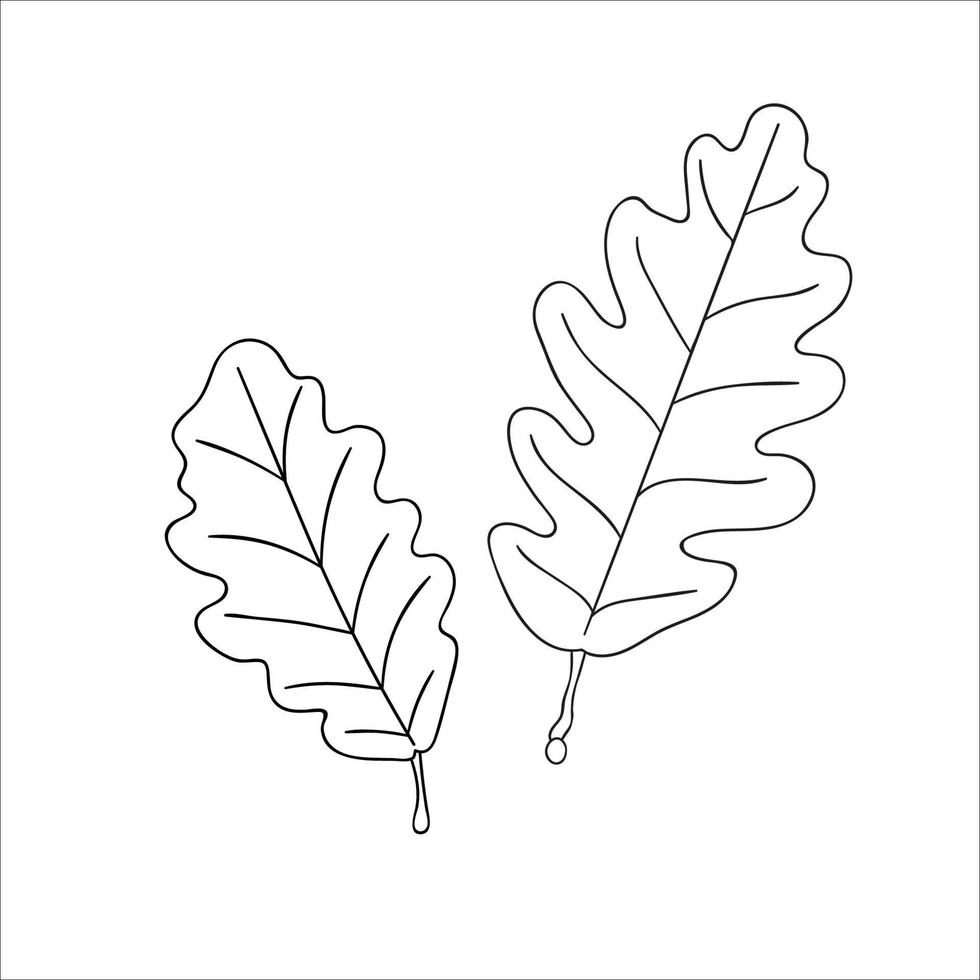Vector line oak leaf icon isolated on white background. Tree greenery botanical illustration. Cartoon style autumn leaves