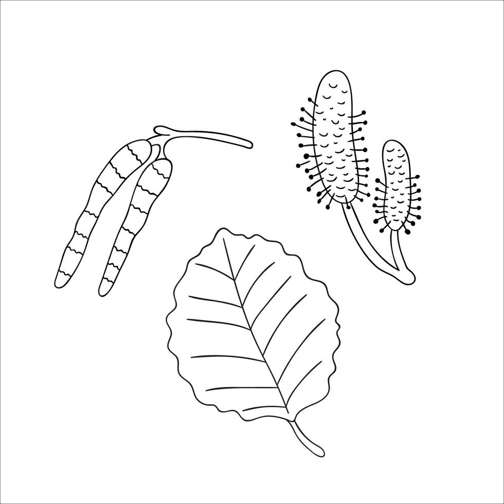 Vector set of line aspen tree elements isolated on white background. Botanical illustration of aspen leaf, brunch, flowers, fruits. Black and white clip art.