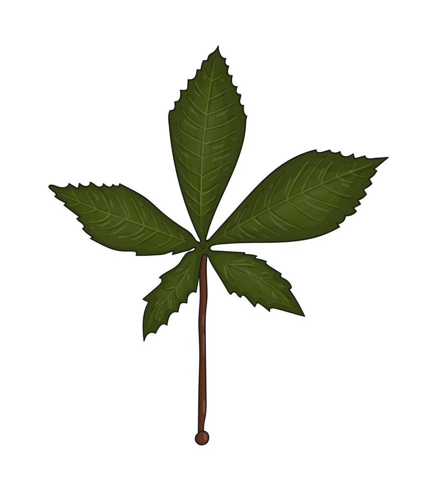 Vector colored green chestnut leaf icon isolated on white background. Tree greenery botanical illustration. Cartoon style