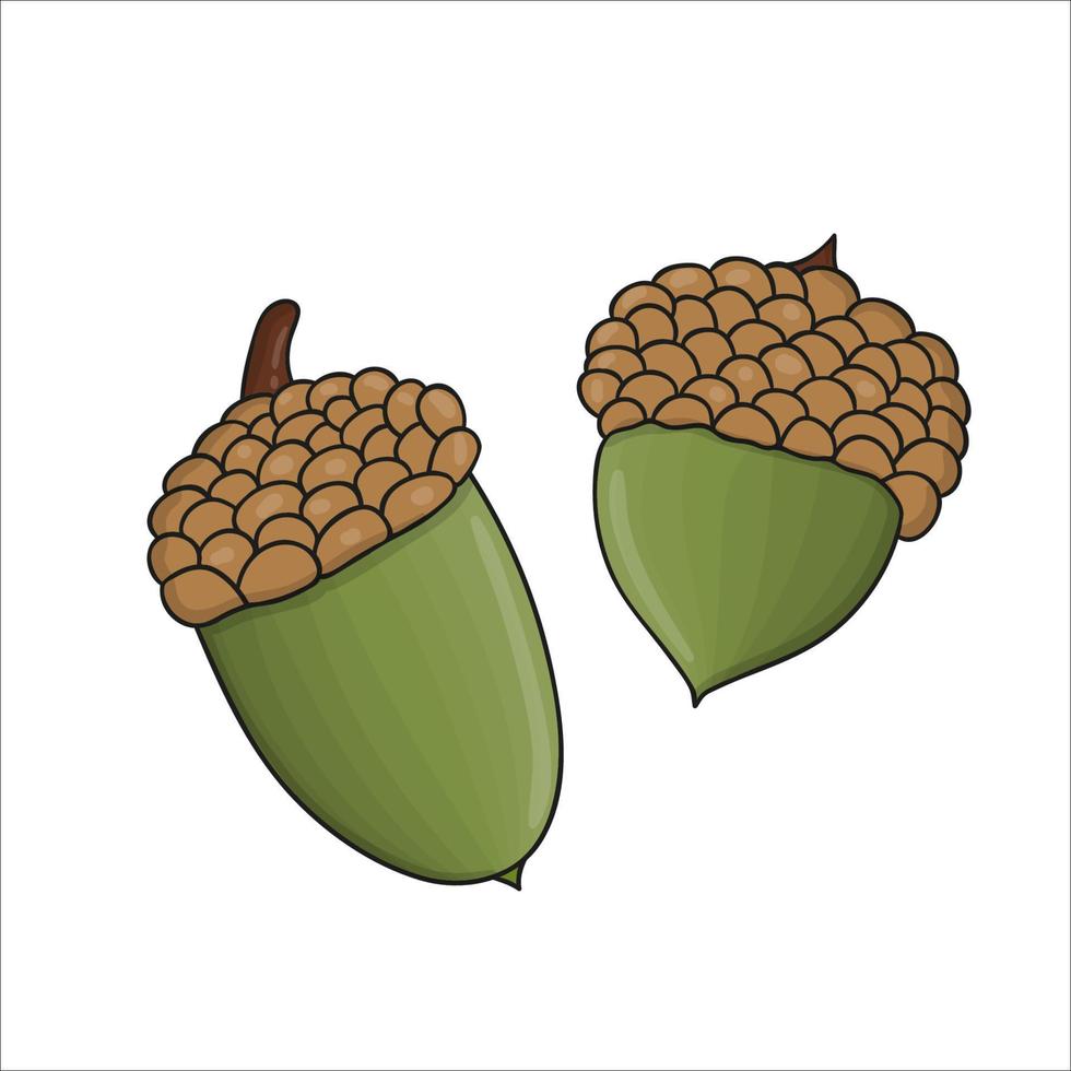 Vector colored green oak acorn icon isolated on white background. Tree greenery botanical illustration. Cartoon style autumn picture