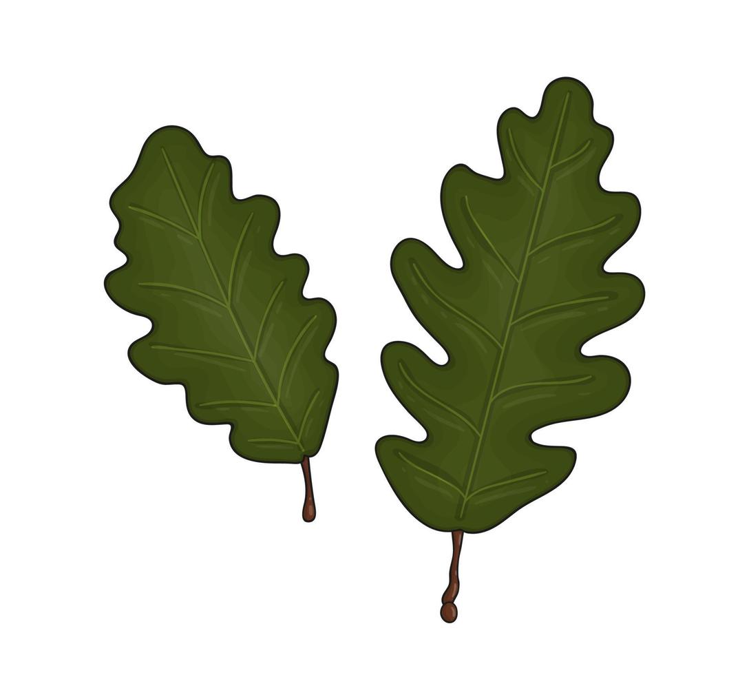 icono de hoja de roble verde de color vectorial aislado sobre fondo blanco. ilustración botánica de la vegetación del árbol. hojas de otoño de estilo de dibujos animados vector