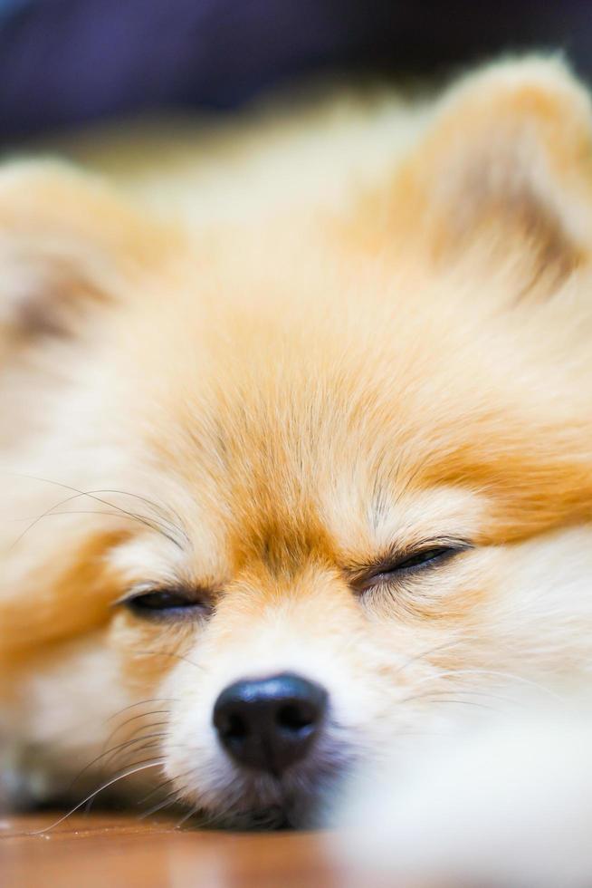 Emotional support animal concept. Sleeping Pomeranian dog in floor. pet is rest. Close up, copy space, background photo