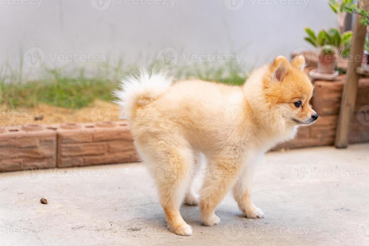 Cute small Pomeranian dog pooping out of prepared area. dog terrier shitting on park with the grass field, Dog defecate on the garden photo