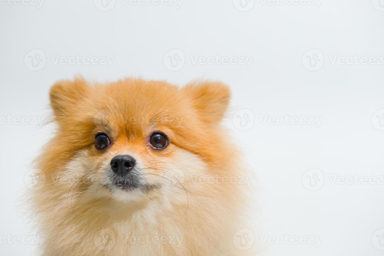 concepto animal de apoyo emocional. perro pomeraniano de raza pequeña está buscando algo en un fondo blanco foto