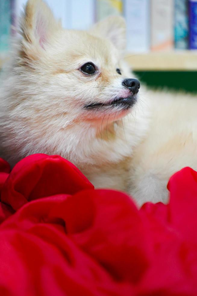 Emotional support animal concept. Sleeping Pomeranian dog in floor. pet is rest. Close up, copy space, background photo