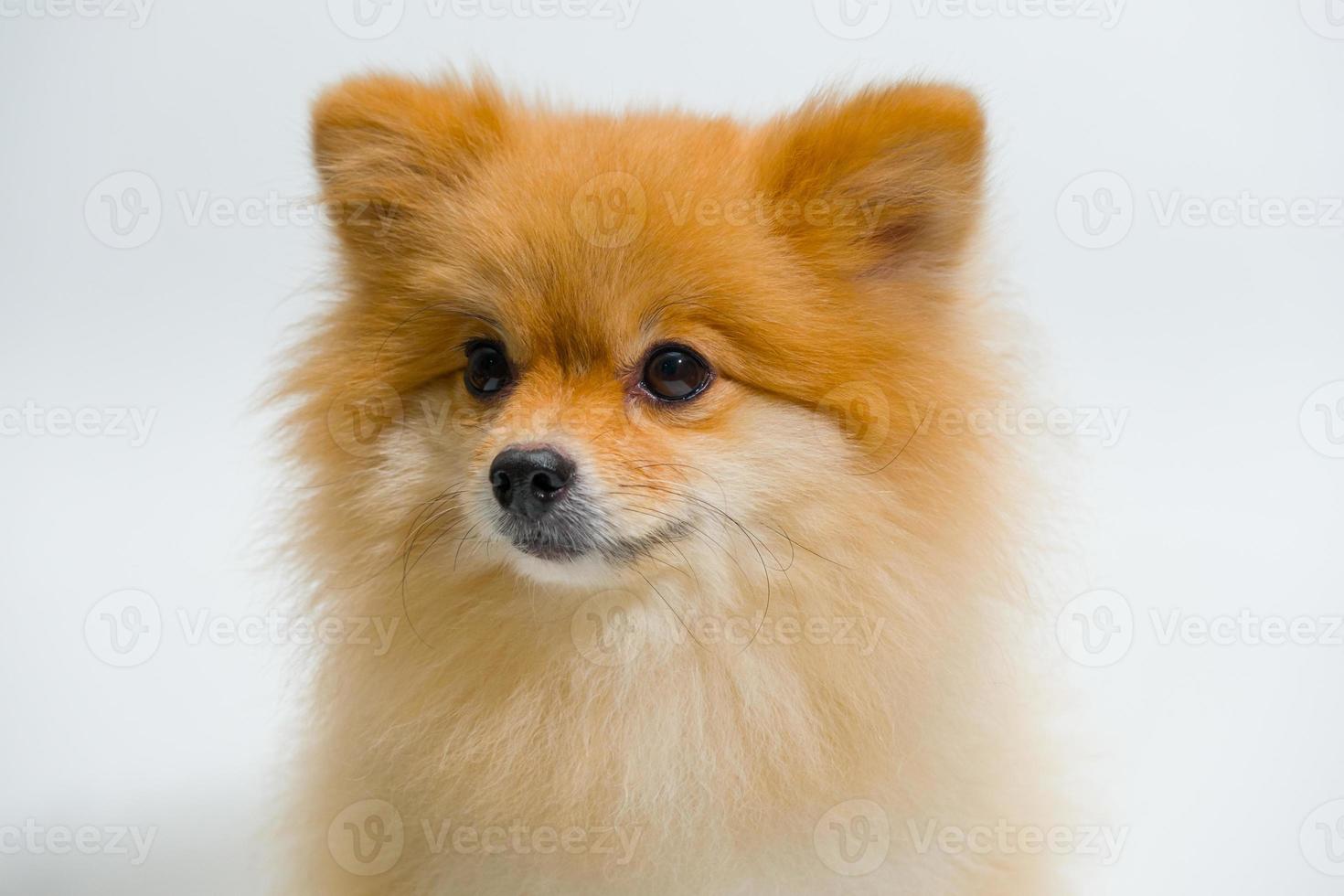 el enfoque selectivo del perro pomeraniano de raza pequeña está buscando algo sobre un fondo blanco. concepto animal de apoyo emocional. foto