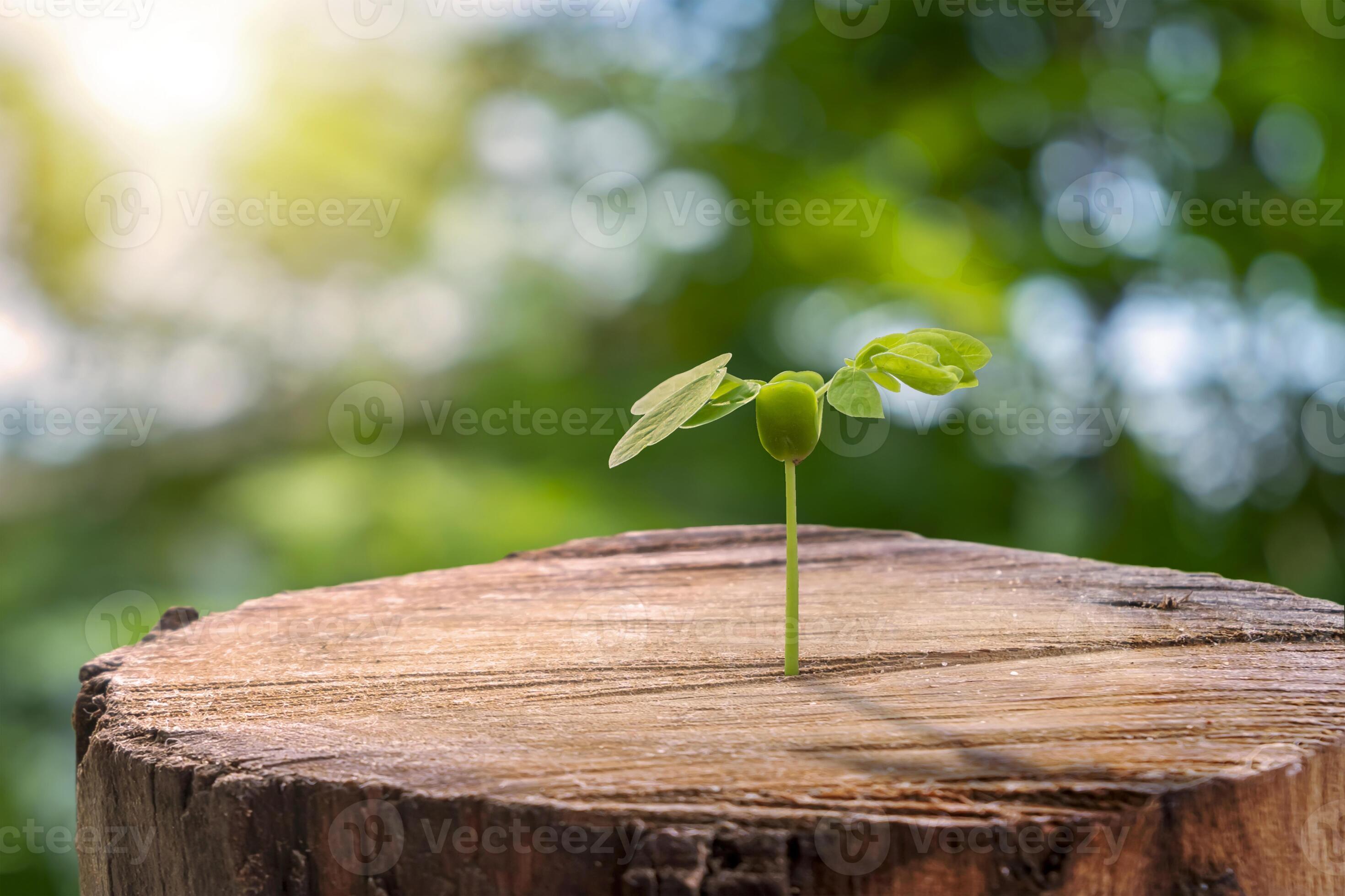 Trees grow from cut stumps and blurred green nature background. New