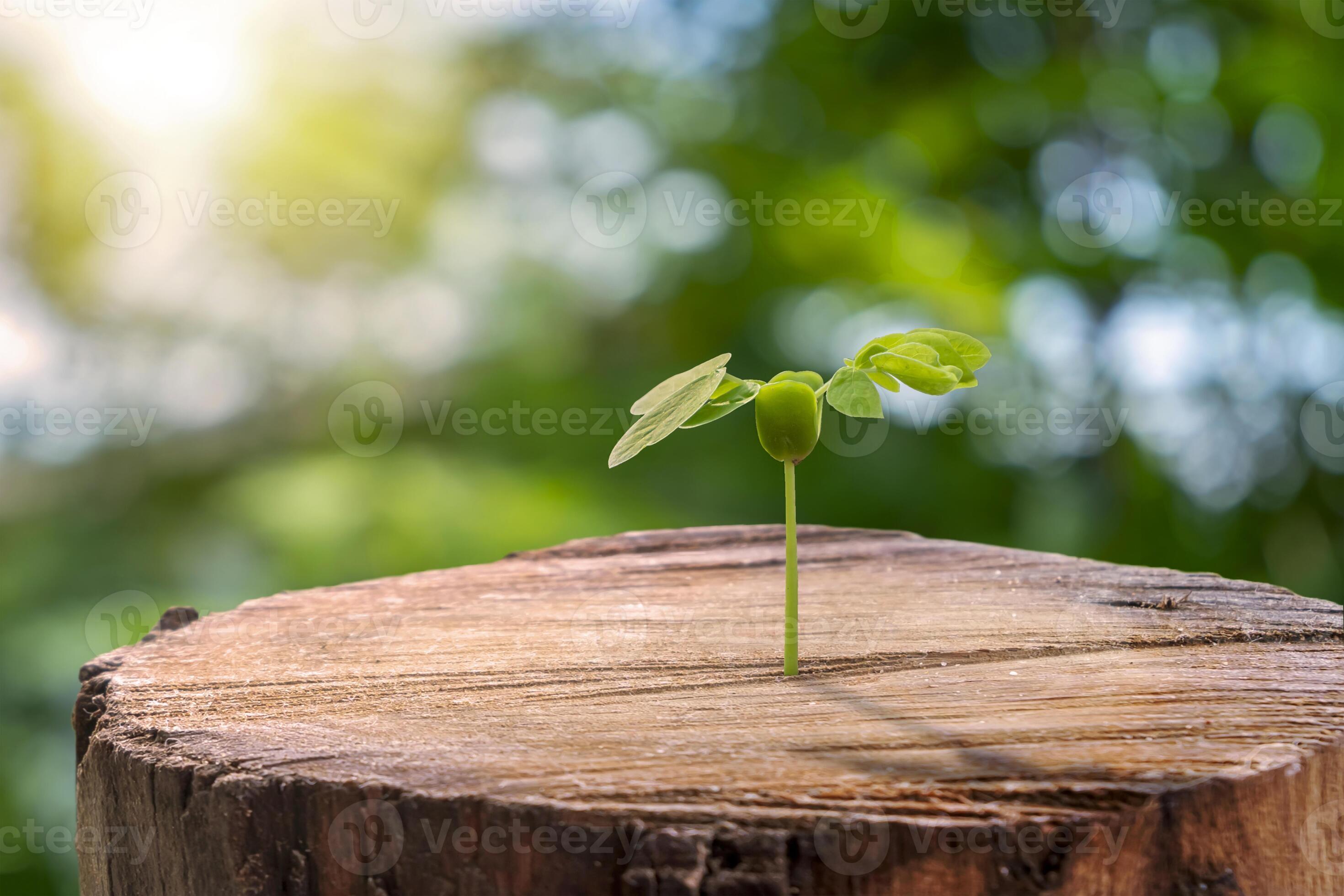 Trees grow from cut stumps and blurred green nature background. New life  concept with planting saplings and protecting the environment. 8020784  Stock Photo at Vecteezy