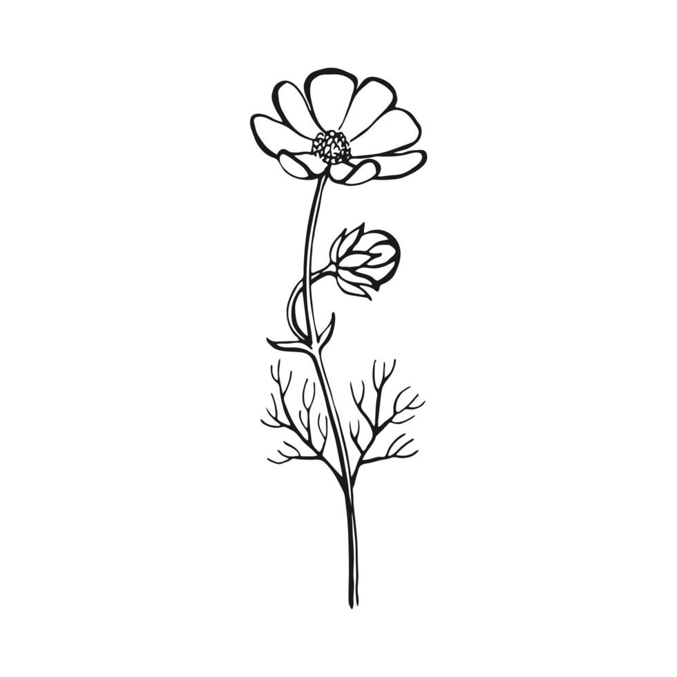 Wild flowers. Hand drawn floral elements. Vector illustration.