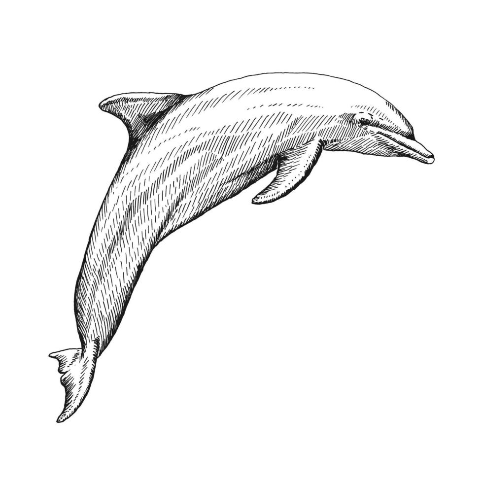 delfín dibujado a mano. ilustración vectorial en estilo boceto. delfín saltando aislado sobre fondo blanco. vector