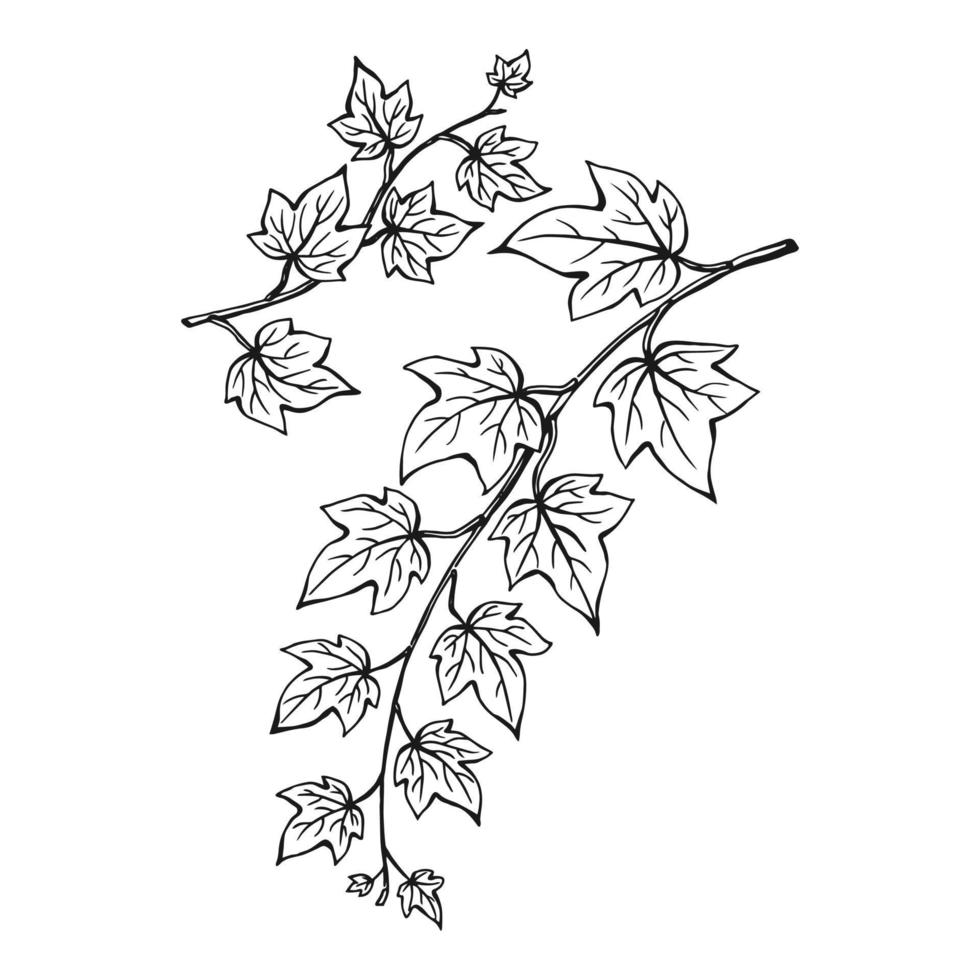 Set of ivy branch. Hand drawn illustration converted to vector. vector