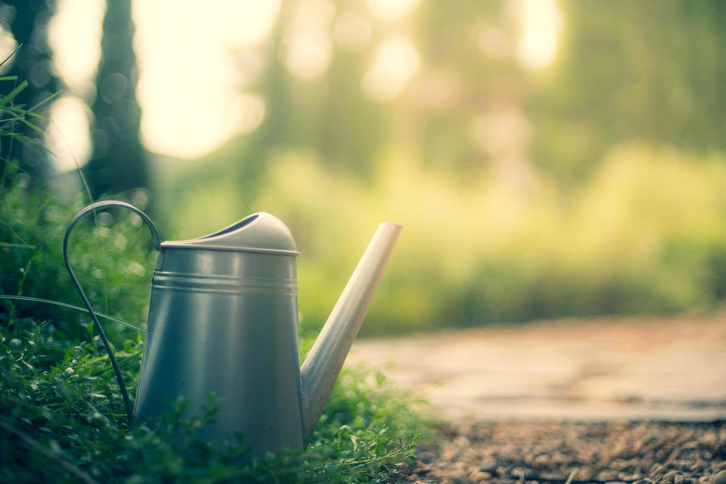 Metal watering can be Placed above the pine, in the garden, at evening time. soft focus.shallow focus effect. photo