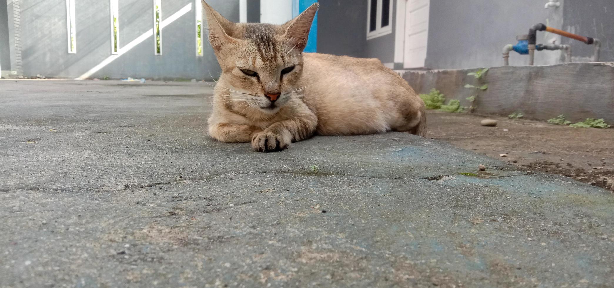 The brown cat wants to sleep photo
