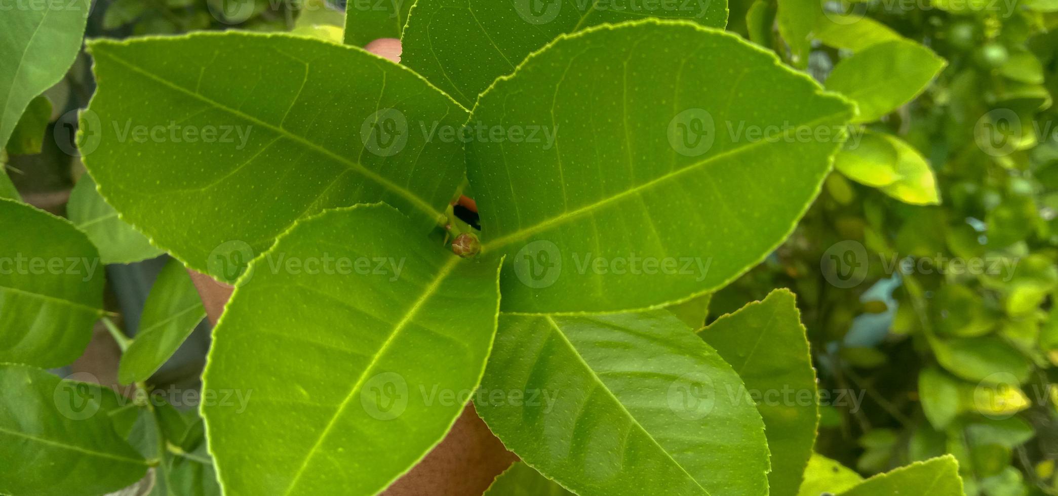 Nice lime leaves with greenery photo