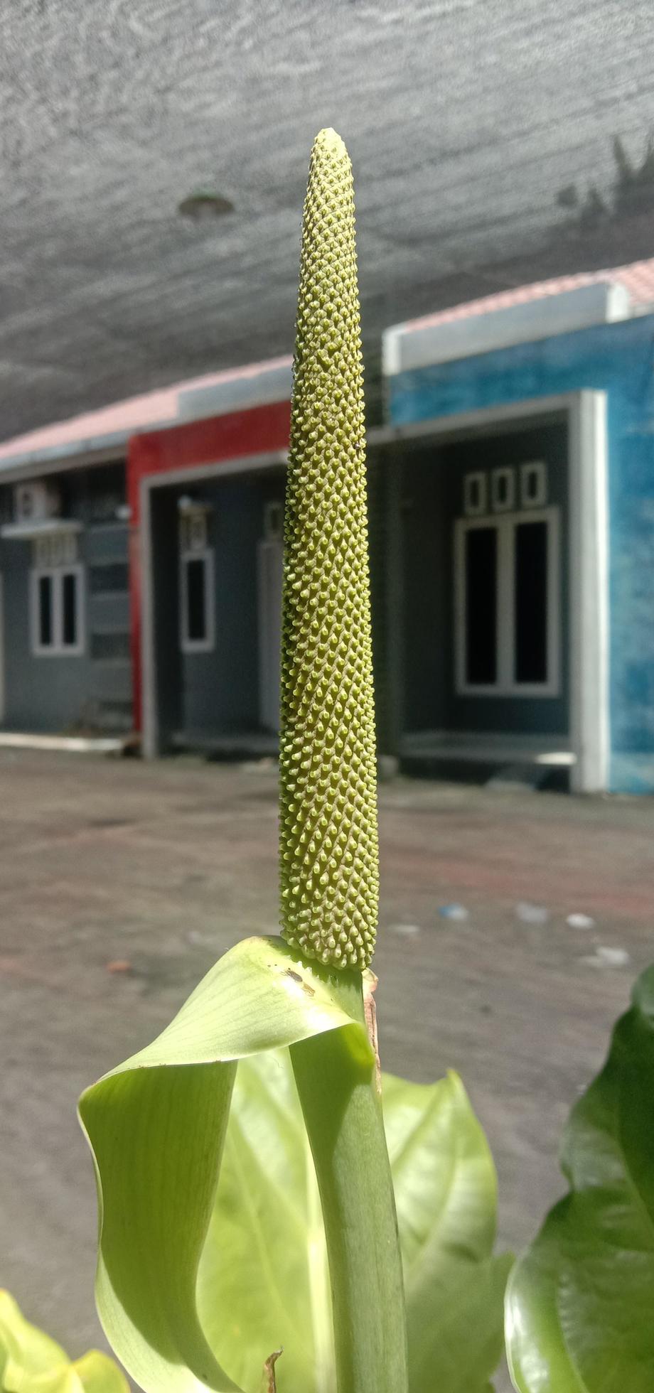 a unique flower with a long shape up 8024203 Stock Photo at Vecteezy