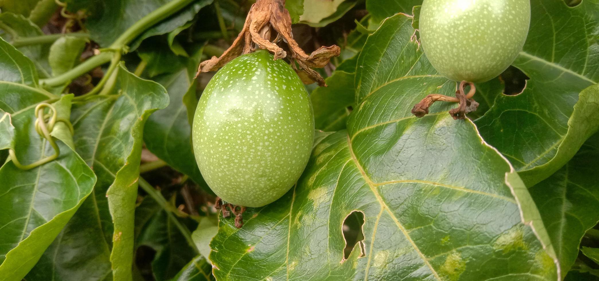 Nice passion fruit with thick leaves photo