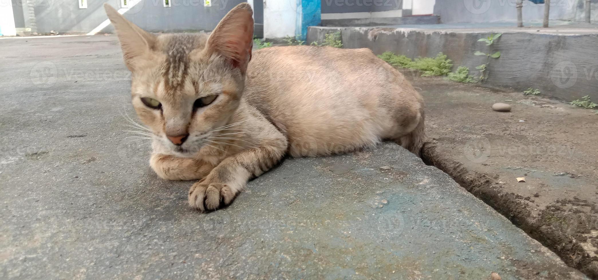 Nice brown cat by the roadside photo