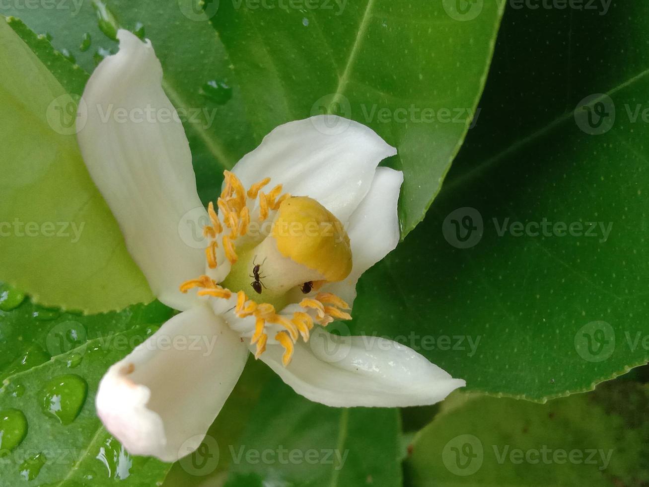 Little Flower Beautiful little white flower photo