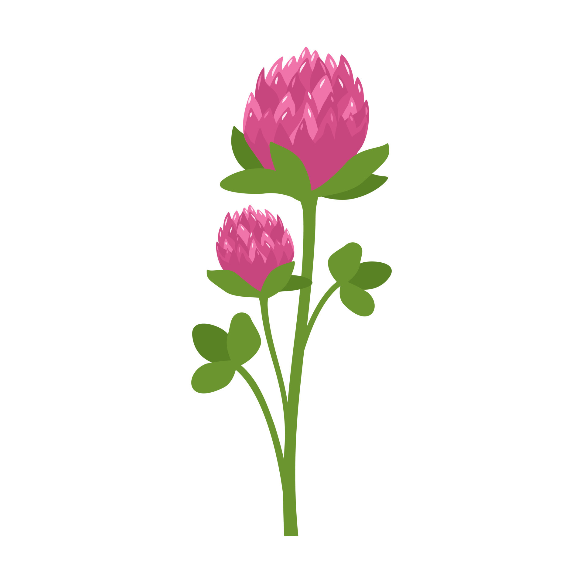 Sprig of clover flower with pink petals and green shamrock leaves. Symbol  of good luck, meadow wild flower rich in vitamins. Summer plant. Vector  flat illustration 8024384 Vector Art at Vecteezy