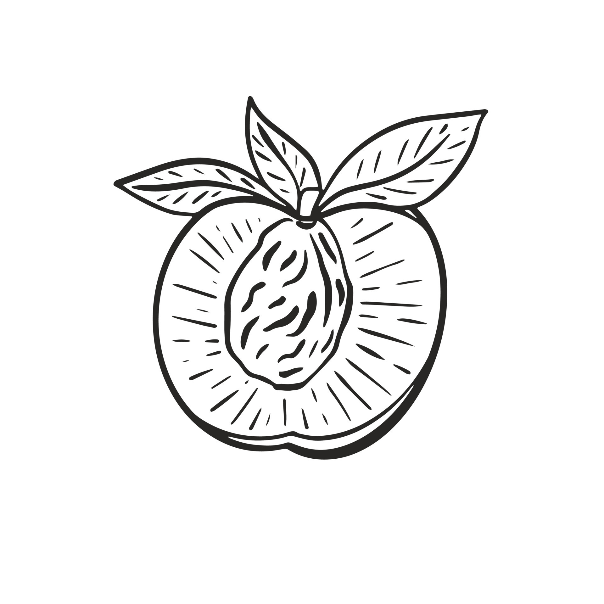 Half peach hand drawn engraving vector 8024827 Vector Art at Vecteezy