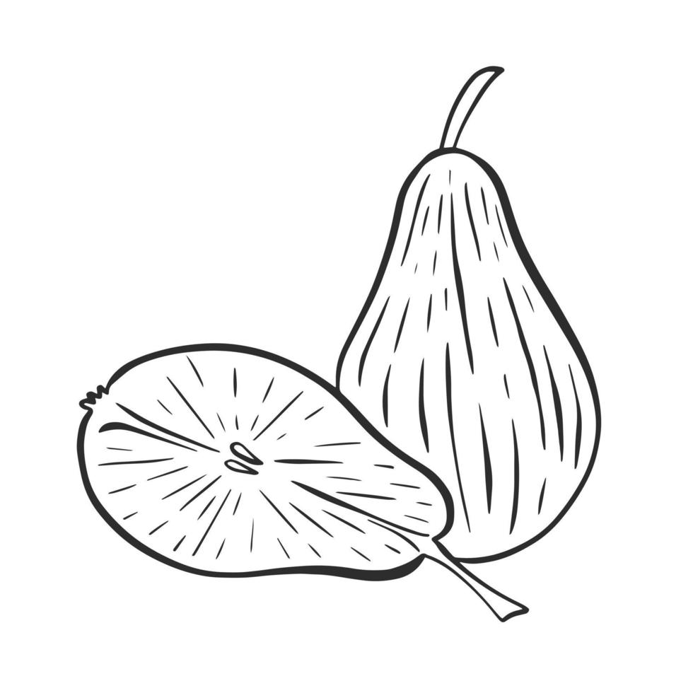 Pear whole and half handmade black engraving on white background vector